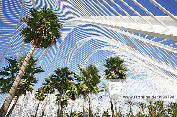 Architektonische Bogenkonstruktion mit Palmen in der Ciudad de las Artes y las Ciencias  Stadt der Künste und Wissenschaften  Valencia  Spanien  Europa