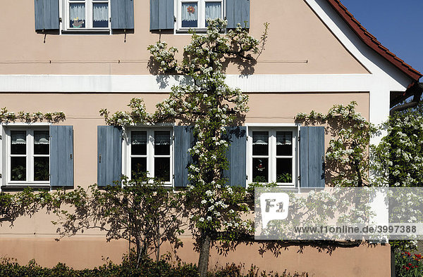 Blühendes Spalierobst  Birne (Pyrus communis) an einem alten Haus  Detail  Igensdorf  Oberfranken  Bayern  Deutschland  Europa