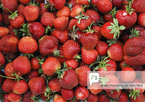 Frische Erdbeeren (Fragaria ananassa)