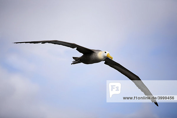Galapagos Albatros (Phoebastria irrorata)  im Flug  Espanola Insel  Galapagos Archipel  Unesco Weltkulturerbe  Ecuador  Südamerika  Pazifik