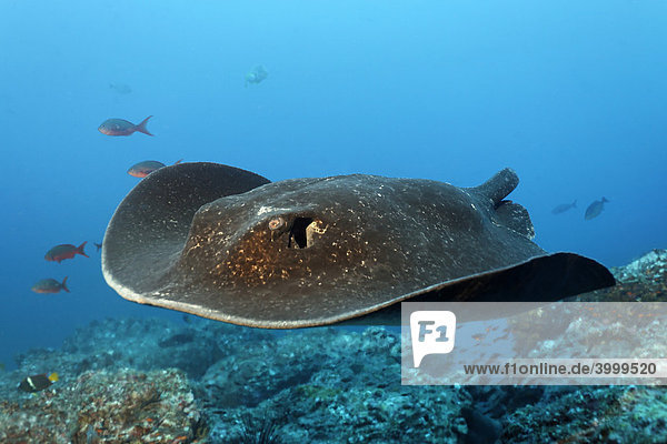 Schwarzpunktrochen (Taeniura meyeni)  mit von Hai abgebissenem Schwanz  gleitet über das Riff  Insel Cocos  Costa Rica  Zentralamerika  Pazifik