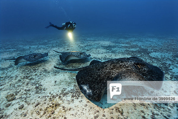 Diver with torch watching shoal of Blackspotted Stingrays (Taeniura meyeni) gliding over sand bottom  Cocos Island  Costa Rica  Central America  Pacific
