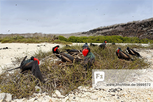 Prachtfregattvögel (Fregata magnificens) sitzen auf Gestrüpp und balzen mit aufgeblasenem Kehlsack  Insel Genovesa  Tower Island  Galapagos Archipel  Ecuador  Südamerika