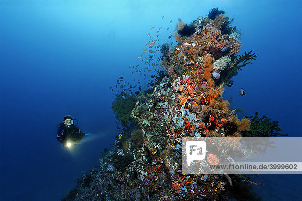 Taucherin mit Lampe betrachtet bizarr aufragendes Korallenriff mit vielfarbigem Bewuchs und kleinen Fischen  Gangga Insel  Bangka Inseln  Nord-Sulawesi  Indonesien  Molukkensee  Pazifik  Asien