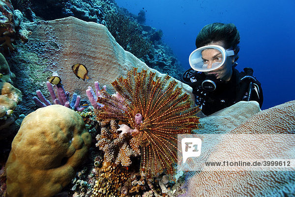 Taucherin am Korallenriff betrachtet prachtvollen Federstern (Crinoidea) und zwei Indische Preußenfische (Dascyllus carneus)  Gangga Insel  Bangka Inseln  Nord-Sulawesi  Indonesien  Molukkensee  Pazifik  Asien