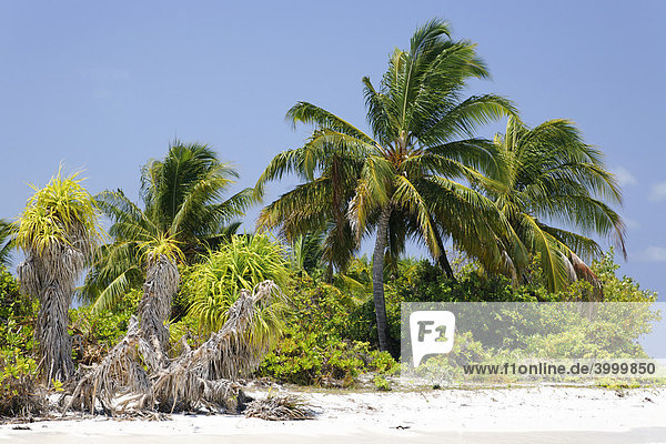 Unbewohnte Insel  Malediveninsel  Palmen  Strand  Süd Male Atoll  Malediven  Archipel  Indischer Ozean  Asien