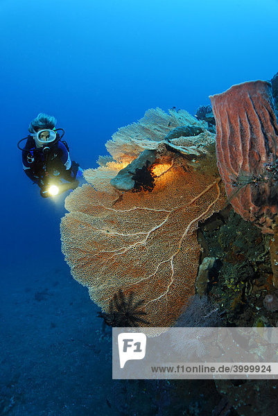 Taucherin betrachtet Riffformation aus Gorgonienfächer (Anella mollis) und Vasenschwamm  Korallen  Schwamm  Kuda  Bali  Indonesien  Pazifik