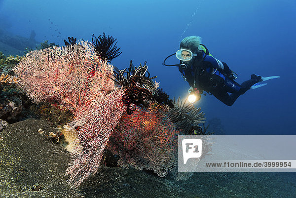 Drei Korallenfächer (Annella mollis) mit Federsternen  Taucher  Gorgonie  Hornkoralle  Sandgrund  Bali  Kleine Sundainseln  Bali See  Indonesien  Indischer Ozean  Asien
