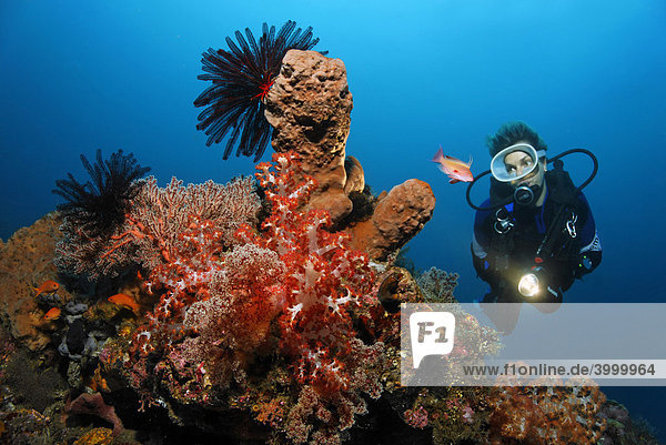 Korallenblock  Taucher  verschiedene Schwämme  Korallen  Federsterne  Miniriff  Sandgrund  Bali  Kleine Sundainseln  Bali See  Indonesien  Indischer Ozean  Asien