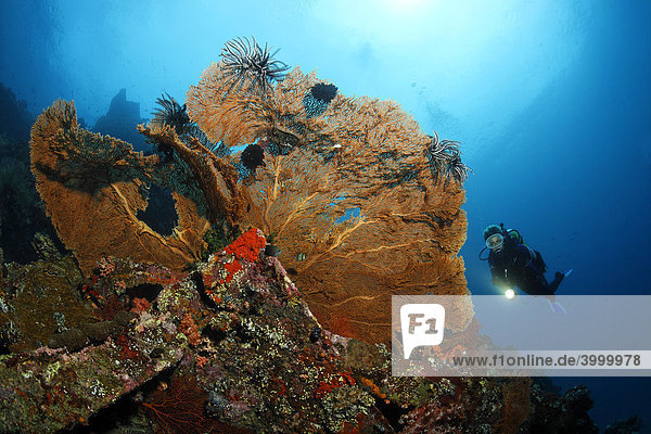 Gorgonienfächer (Supergorgia sp.)  am Wrack der Liberty  Taucher  Tulamben  Bali  Indonesien  Indischer Ozean  Asien