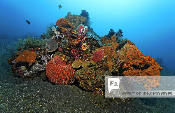 Korallenblock  verschiedene Schwämme  Korallen  Fische  Federsterne  Miniriff  Sandgrund  Bali  Kleine Sundainseln  Bali See  Indonesien  Indischer Ozean  Asien