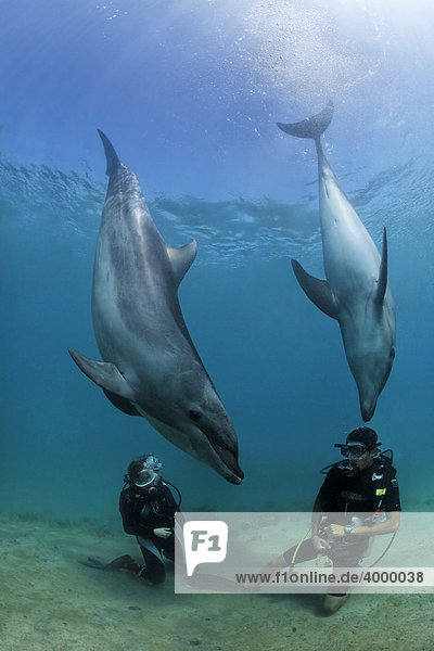 Two scuba divers facing Bottlenose Dolphins (Tursiops truncatus)  Subic Bay  Luzon  Philippines  South China Sea  Pacific