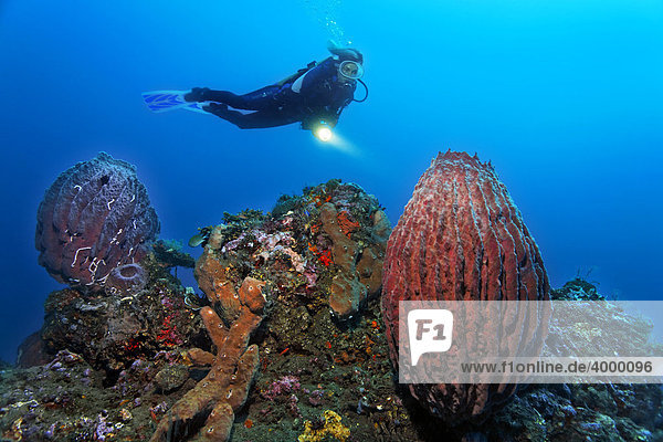 Unterwasserlandschaft  Taucher  Großer Vasenschwamm (Xestospongia tesdinaria)  Korallenriff  Bali  Kleine Sundainseln  Indonesien  Indischer Ozean  Asien