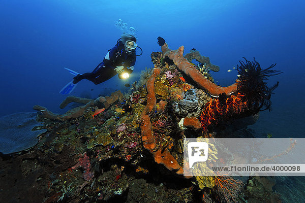 Korallenblock  Taucher  verschiedene Schwämme  Korallen  Fische  Federsterne  Miniriff  Bali  Kleine Sundainseln  Indonesien  Indischer Ozean  Asien