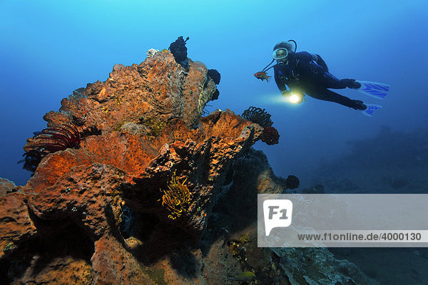 Taucherin mit Lampe hinter unbestimmtem Riesenschwamm mit Federsternen  Korallenriff  Bali  Kleine Sundainseln  Indonesien  Indischer Ozean  Asien