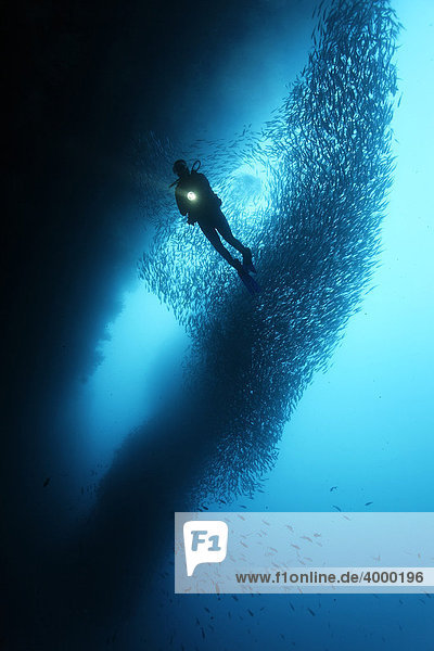 Taucher mit großem Fischschwarm Schwarzstreifen Salemas (Xenocys jessiae)  Cousin Rock  Galapagos Archipel  Unesco Weltnaturerbe  Ecuador  Südamerika  Pazifik