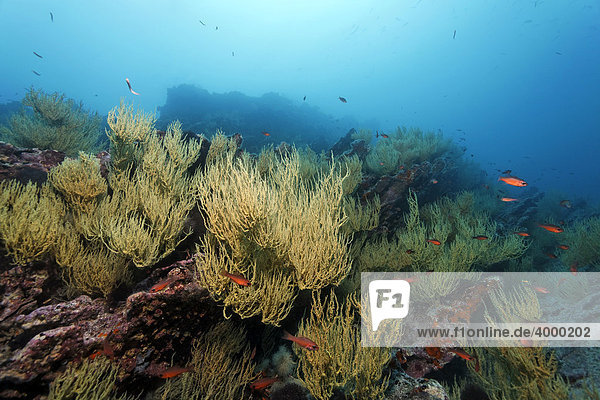 Felsenriff  Schwarze Koralle mit gelben Polypen (Anthipathes galapagensis) und Schwarzflossen Kardinalfischen (Apogon atradorsatus)  Unterwasserlandschaft  Cousin Rock  Galapagos Archipel  Unesco Weltnaturerbe  Ecuador  Südamerika  Pazifik