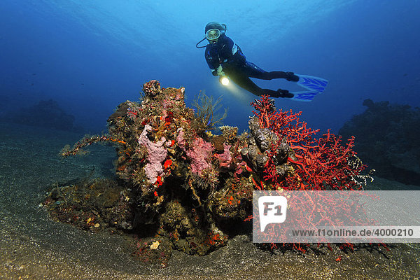 Korallenblock  Taucher  verschiedene Schwämme  Korallen  Fische  Federsterne  Miniriff  Bali  Kleine Sundainseln  Indonesien  Indischer Ozean  Asien