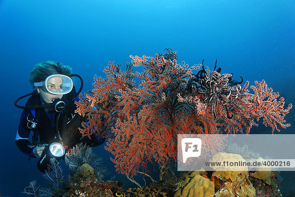 Taucher mit Lampe betrachtet Weichkoralle (Siphonogorgia sp.) mit Federsternen  Gorgonie  Hornkoralle  Korallenriff  Bali  Kleine Sundainseln  Indonesien  Indischer Ozean  Asien