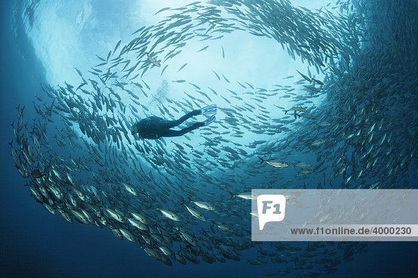 Schwarm Großaugenmakrelen (Caranx sexfasciatus)  Taucher  Blauwasser  Indischer Ozean  Tulamben  Bali  Indonesien  Südostasien