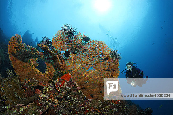 Gorgonienfächer (Supergorgia sp.) am Liberty Wrack  Gorgonie  Koralle  Taucher  Indischer Ozean  Tulamben  Bali  Indonesien  Südostasien
