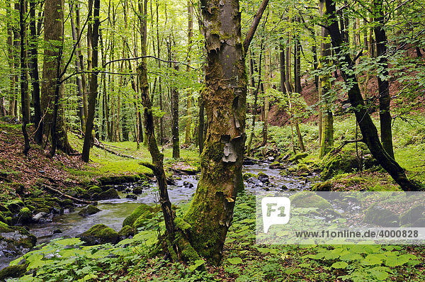 Urwald im Vessertal  Biosphärenreservat Vessertal-Thüringer Wald  Thüringen  Deutschland  Europa