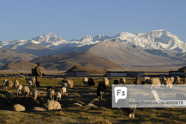 Tibetischer Hirte mit Schafherde vor verschneitem Gebirgszug des Cho Oyo  8112 m  in der Hochebene von Tingri mit tibetischen Gebäuden des Dorfes Old Tingri  Tibet  China  Asien