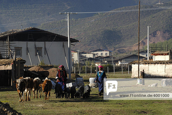 Tibetische Frauen vor osttibetischen Bauernhäusern treiben schwarze Schweine  Rinder und Yaks auf die Weide bei Shangri la  Osttibet  Yünnan  China  Asien