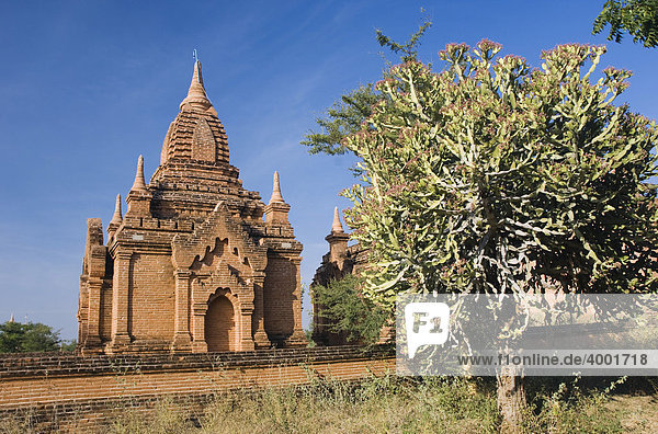 Dhammayazika Zedi Pagode  Bagan  Pagan  Burma  Birma  Myanmar  Asien