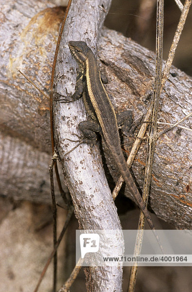 Rosebelly lizard Eidechse (Sceloporus squamosus oder variabilis)  Nicaragua
