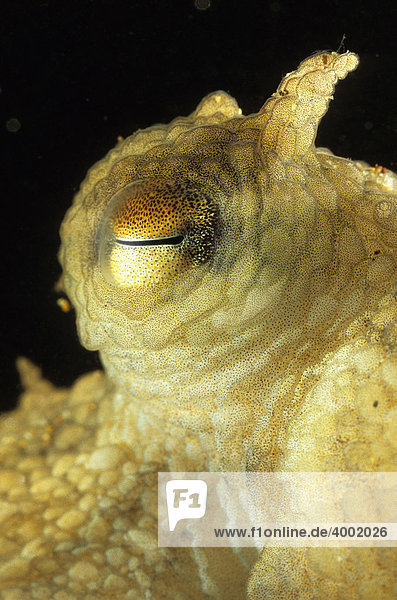 Gewöhnlicher Krake (Octopus vulgaris)  Marokko