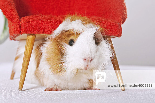 Meerschweinchen unter einem Stuhl