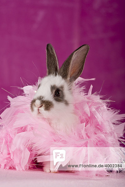Kaninchen in rosa Federboa
