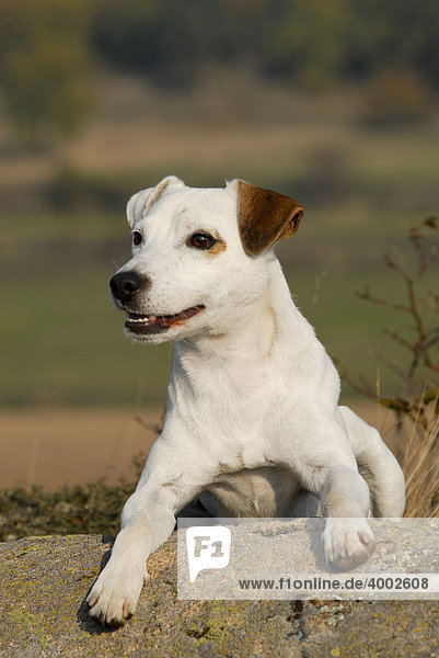 Liegender Parson Jack Russell Terrier