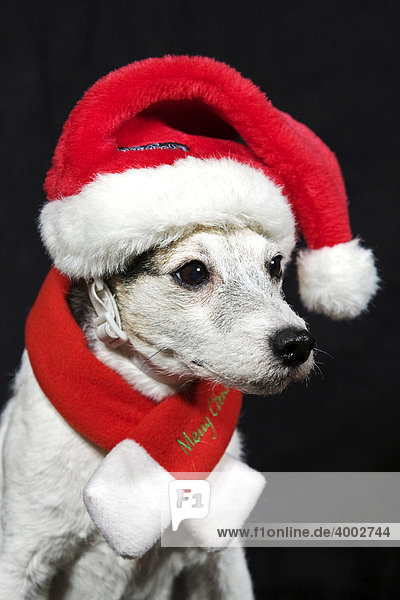 Parson Russell Terrier als Wichtel verkleidet