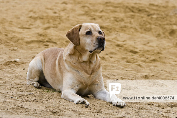Labrador im Sand liegend