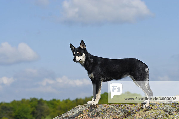 Lapinporokoira  Lappländischer Rentierhund  auf Felsplateau stehend