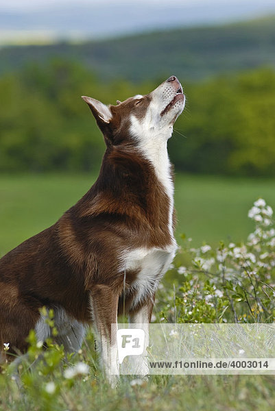 Lapinporokoira  Lappländischer Rentierhund  auf Blumenwiese