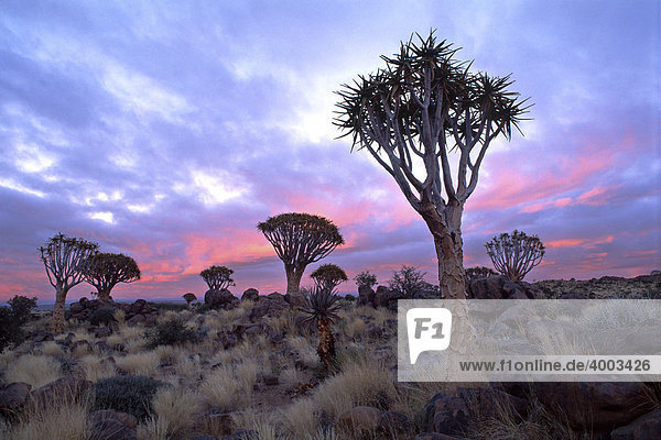 Köcherbaumwald (Aloe dichotoma)  Sonnenaufgang  Gariganus Farm  Nähe Ketmannshoop  Namibia  Afrika