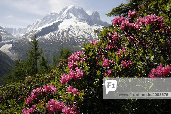 Wilde Alpenrose (Rhododendron) vor dem schneebedeckten Montblanc-Massiv bei Chamonix-Mont-Blanc  Frankreich  Europa