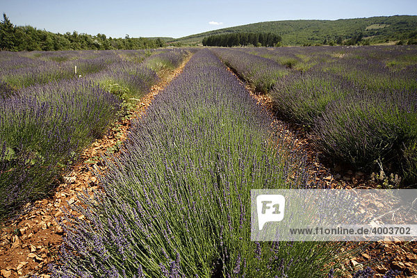 Lavendelanbau in der Provence  Frankreich  Europa