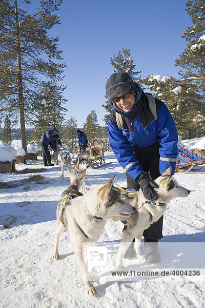 Woman patting a Husky on a sled dog tour with Siberian Huskies in Kiruna  Lappland  North Sweden  Sweden
