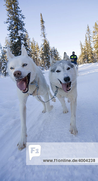 Sled dog tour with Siberian Huskies in Kiruna  Lappland  North Sweden  Sweden