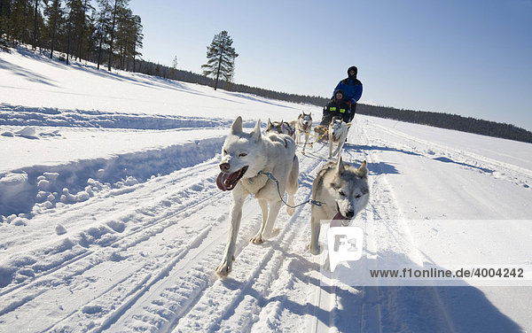 Sled dog tour with Siberian Huskies in Kiruna  Lappland  North Sweden  Sweden