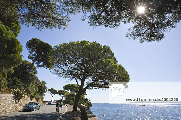 Pine trees along the coastal road Corniche in Sainte-Maxime  Departement Var  Cote d'Azur  Provence  Southern France  France
