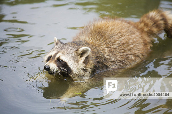 Ein Waschbär Procyon lotor in einem Teich im Zoo von Gelsenkirchen