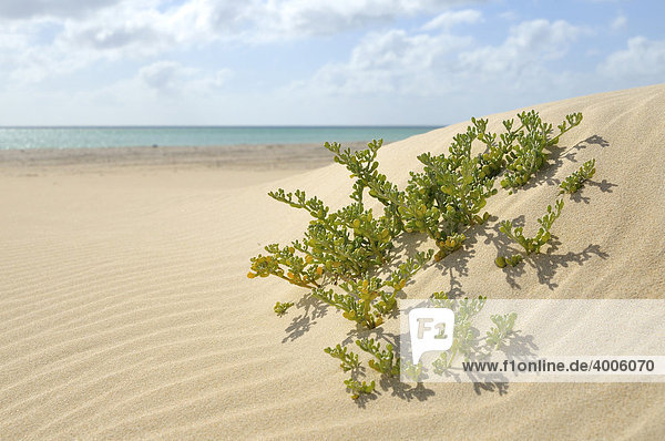 Plant growing on Praia de Carlota Beach  Boa Vista Island  Republic of Cape Verde  Africa