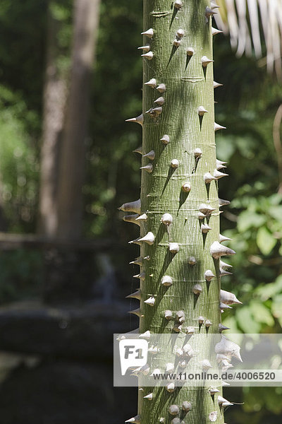 Wollbaumstamm  Wollbaum (Ceiba)  Gattung der Malvengewächse