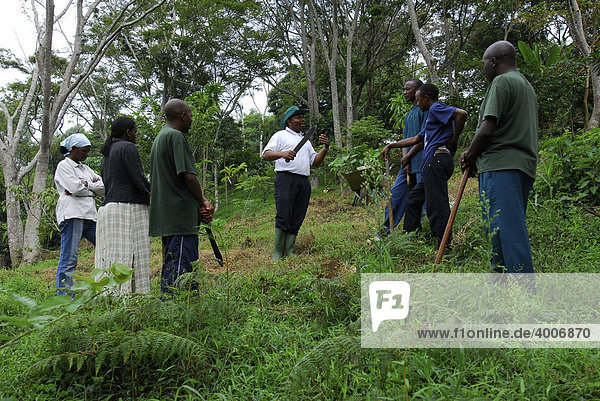 Wiederaufforstung des Regenwaldes auf der Irente-Farm in den Usambara-Bergen  Tansania  Afrika