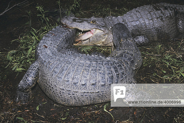 Mississippi-Alligator (Alligator mississipiensis)  kämpfende Alttiere  Myrtle Beach  South Carolina  USA